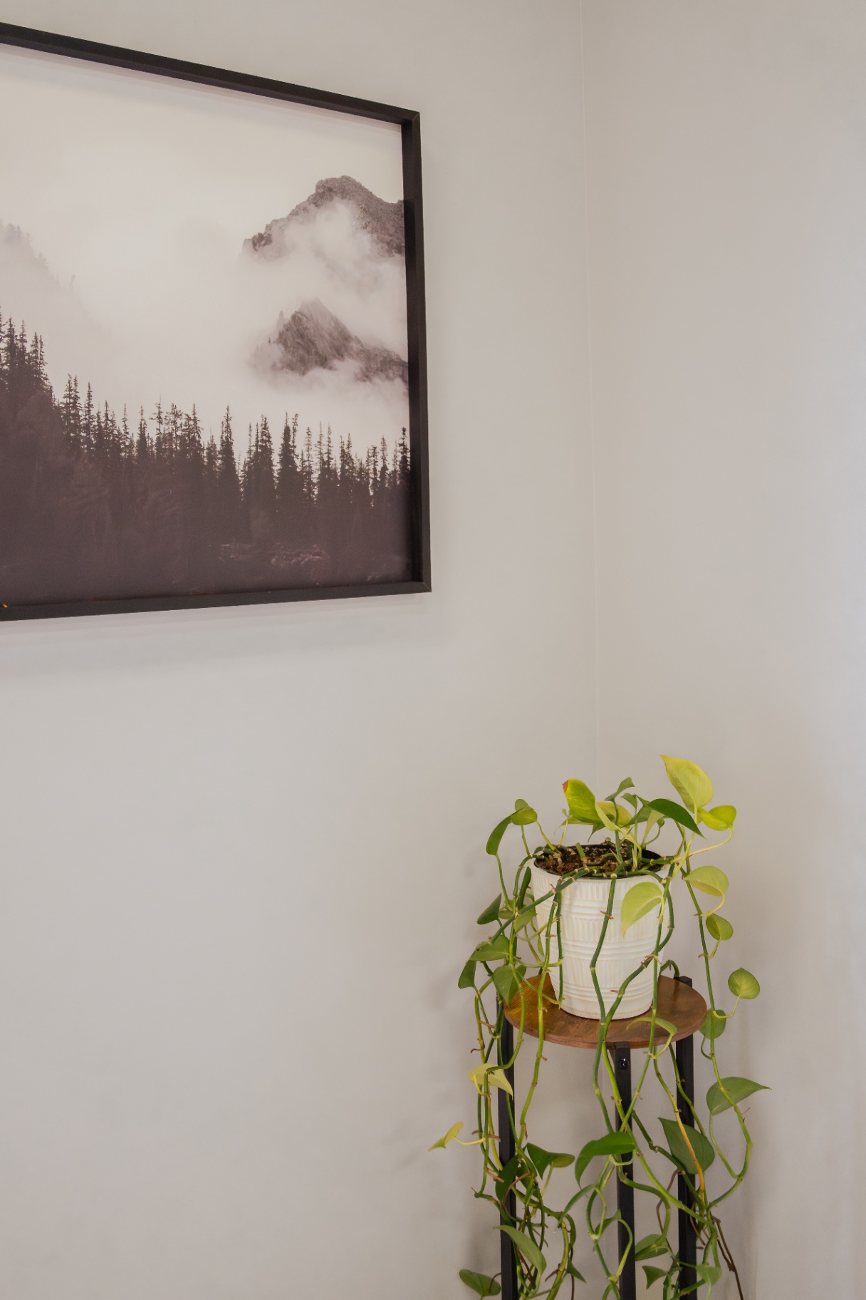 Trailing pothos plant beside a framed misty mountain landscape print