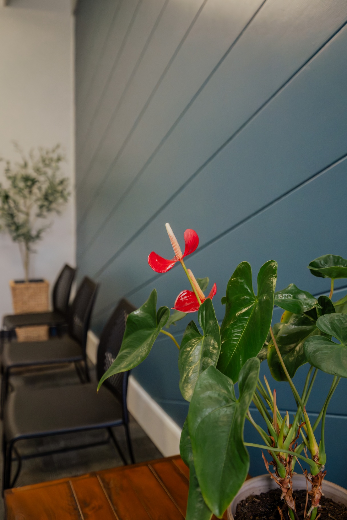 Therapy waiting room with a red anthurium plant, blue shiplap wall, and seating